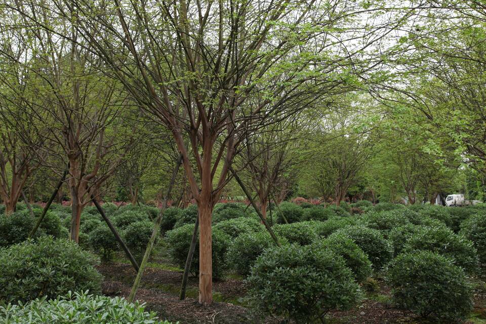 宜良县：科技人才拓宽苗木花卉产业升级路