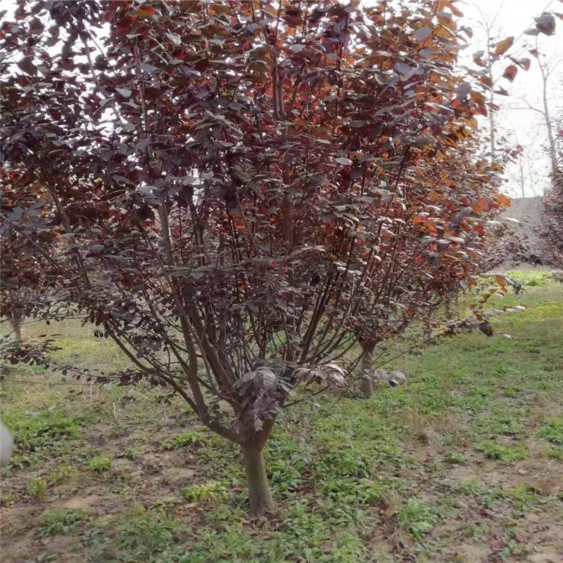 石家庄市城市园林绿化管理条例