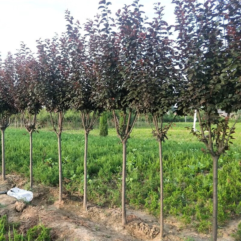 给树打“预防针”让城区绿荫更浓