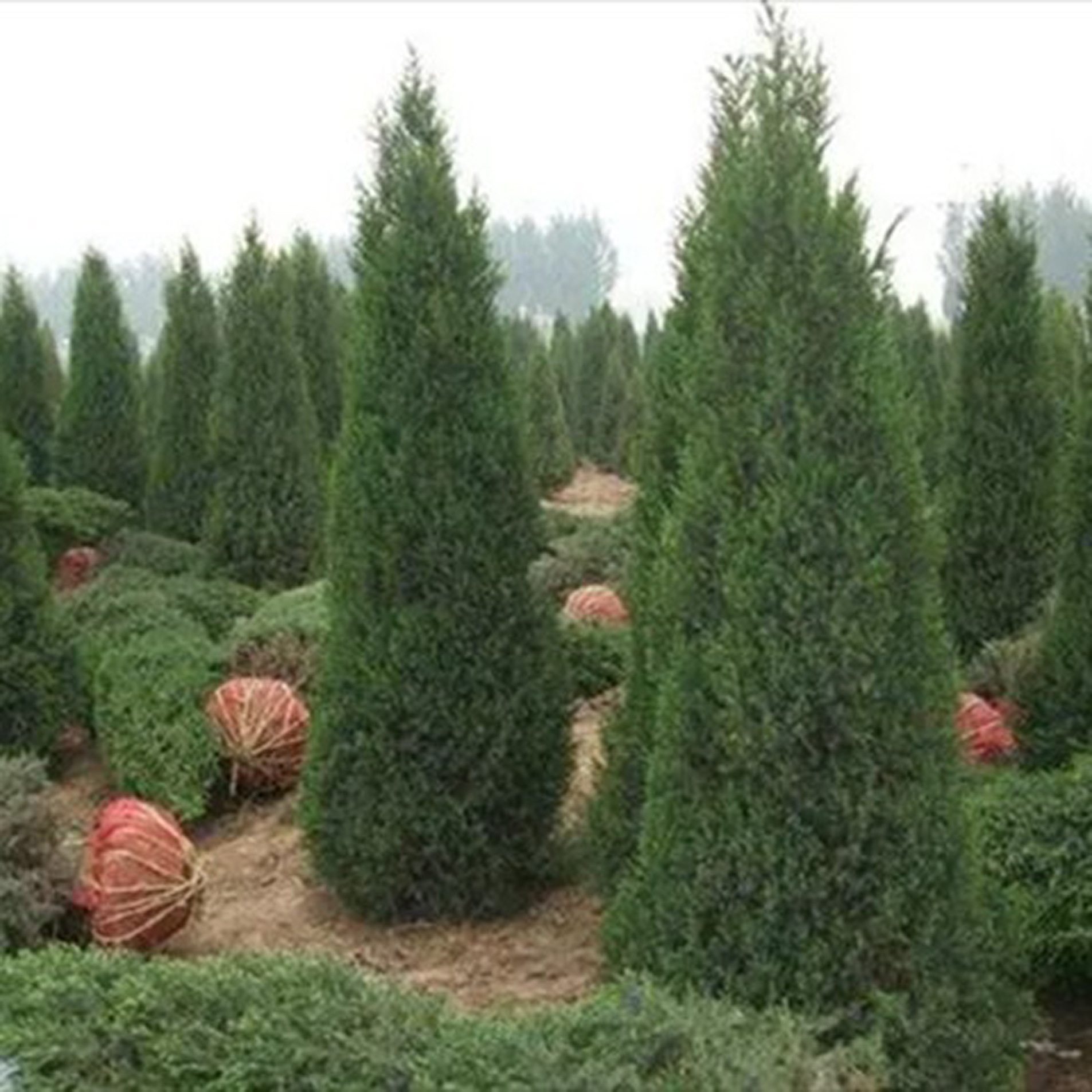 INTERNATIONAL EXHIBITION OF FLOWERS PLANTS EQUIPMENT AND MATERIALS FOR ORNAMENTAL GARDENING AND FLOWER BUSINESS