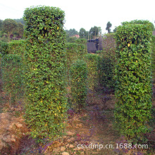 东进村九里湾涉土地复垦地块苗木移植项目招标公告
