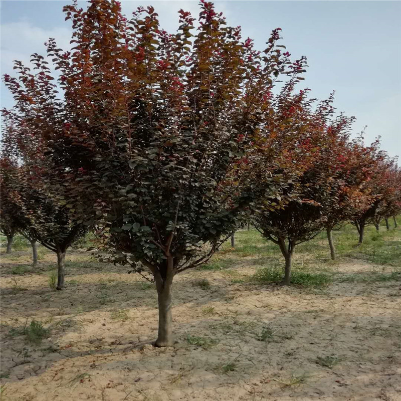 崇川区综合管网改造提升一期工程(青年路)工程苗木拍卖公告