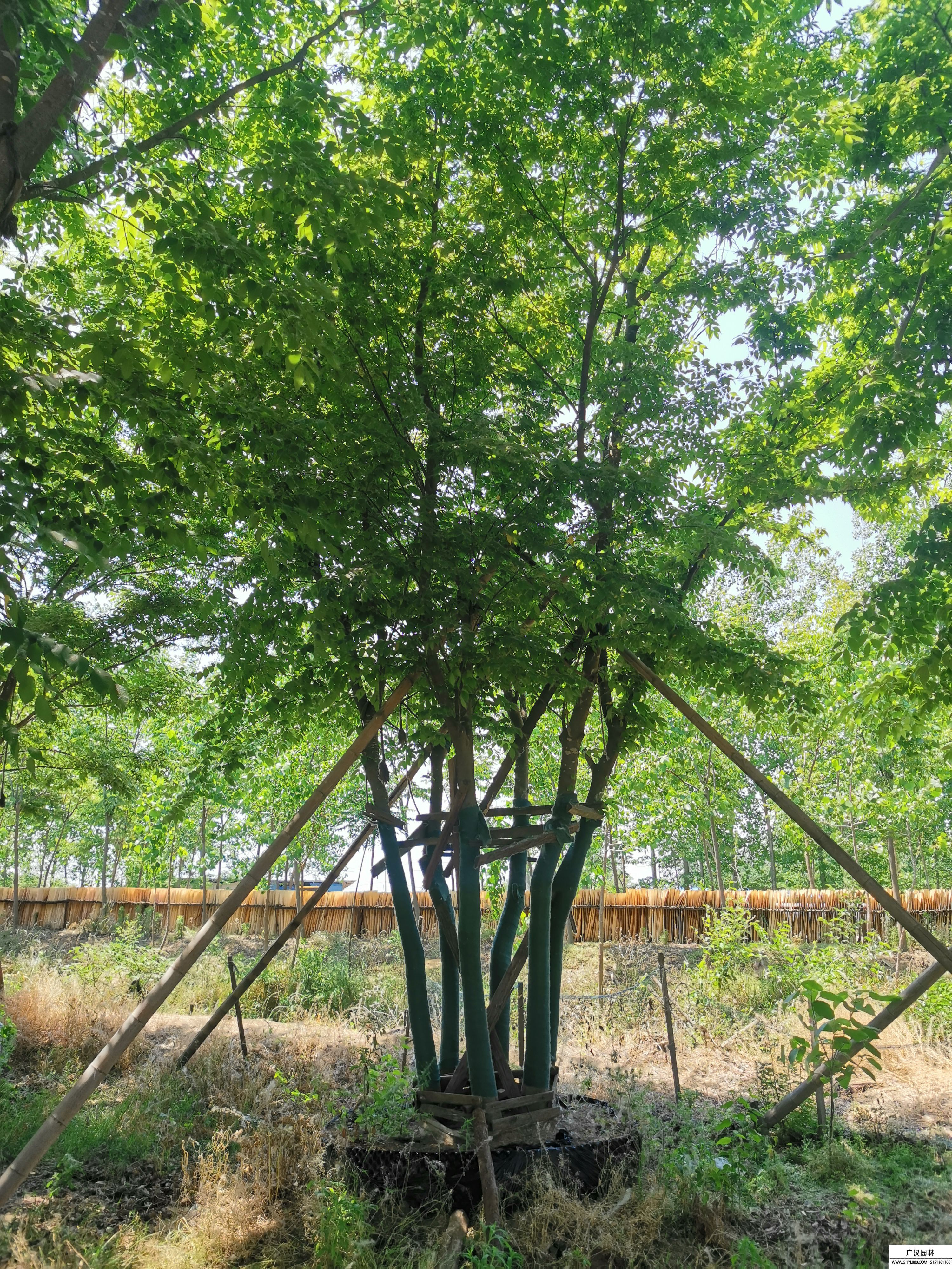 鄢陵上河南电视台了！