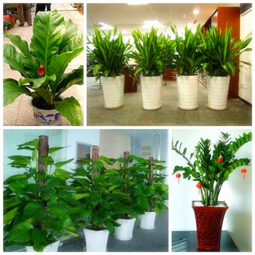 植物大战僵尸终极虐僵尸最新版