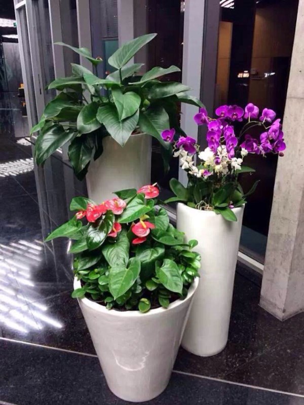 泰州市自然资源和规划局绿化养护和绿植租摆项目询价公告