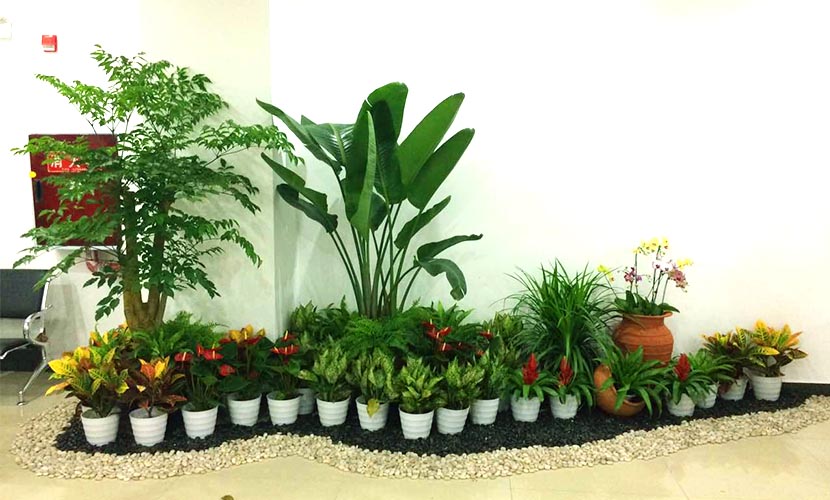 镇江市不动产登记交易中心花卉绿植租摆服务项目采购须知