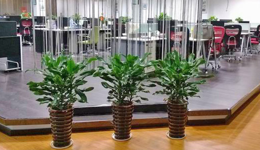 绿植租赁-植物租赁-绿植租摆-花卉租赁-北京花卉租摆-北京拓美绿都园林绿化工程有限公司