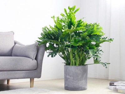 2025年芜湖城市园林股份有限公司职业经理人招聘6人公告